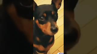 Miniature pinscher price in 2024 #shortsfeed #shorts #youtubeshorts #minpin #dog #puppy #pets #yt