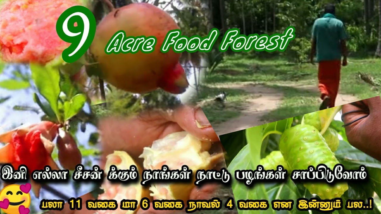 பழக்கடைக்கு GooD ByE சொல்லும்  பெண்மணி 😍 Let's Goo Food Forest Tour🌱🐣Health+Income 