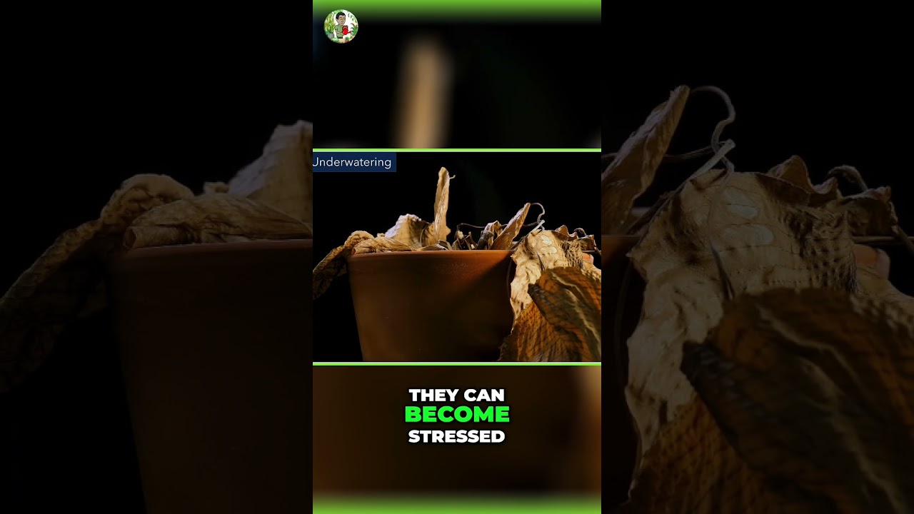 Avoid This Common Plant Care Mistake: Underwatering!