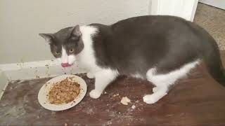 mi gato comiendo su comida
