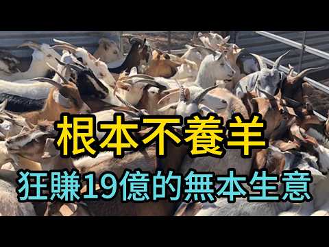 開直升機在荒漠「撿錢」？揭密澳洲野山羊暴利產業鏈，大自然演化出的終極商業外掛！產量僅0.4%卻霸佔全球55%出口！拆解澳洲「零成本印鈔機」，根本不養羊如何壟斷市場？#澳洲山羊#澳洲農業#全球奇聞