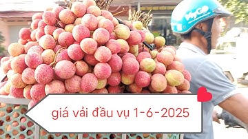 Giá vải mới nhất hôm nay 1-6-2025 tại ngã ba Đồng cốc, lục ngạn, Bắc Giang.