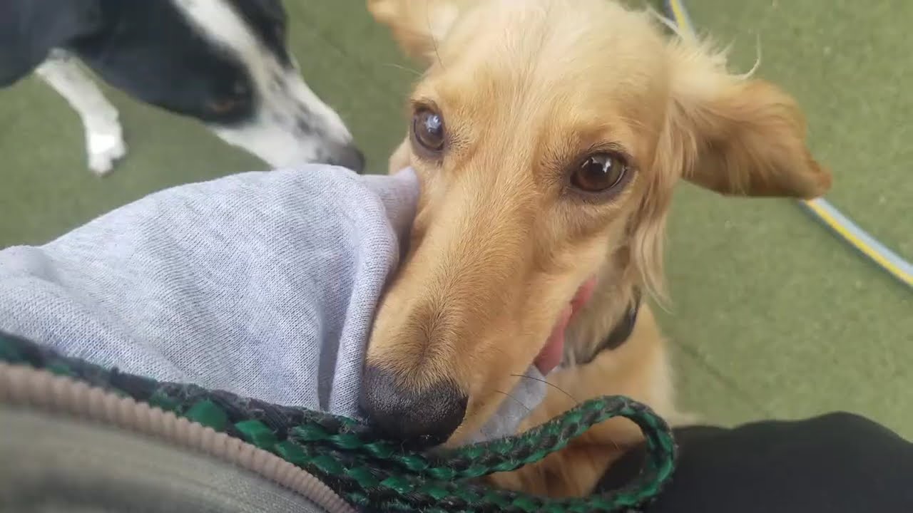 Playtime at Dogs On The Farm & Cats Too!