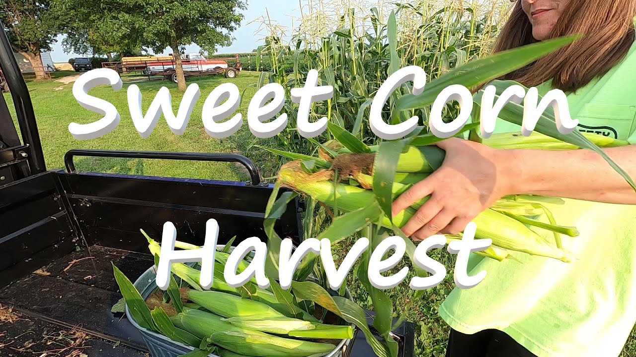 Sweet Corn Harvest (Peaches & Cream) YouTube
