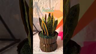 diy Artificial snake plant 🌿 #shorts #diy #youtubeshorts #viral #art #handmade #artificial