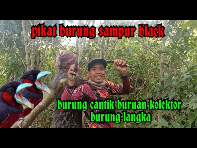 Mikat burung Sempur black,buruan kolektor burung langka class=