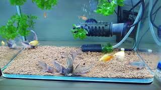 番外編 インストラクター杉崎の趣味 熱帯魚 グラミー コリドラス大好き 相模原市立産業会館 パソコン プログラミング教室 番外編 インストラクター杉崎の趣味 熱帯魚 グラミー コリドラス大好き 相模原市立産業会館 パソコン プログラミング教室