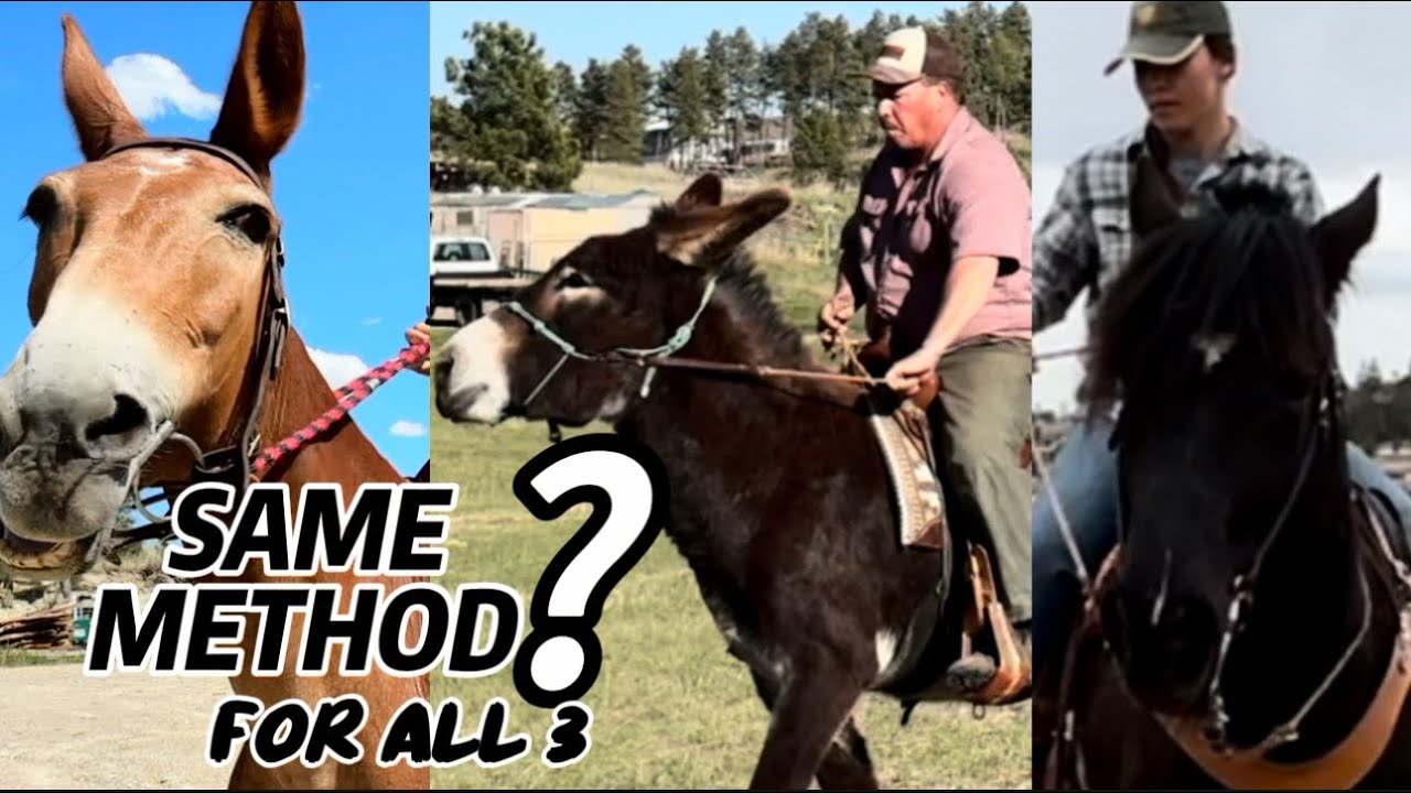 How to Teach a Donkey (or Horse or Mule) to Turn Under Saddle