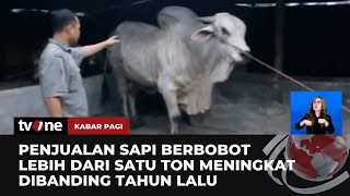 Download lagu Sapi Jumbo Laris Manis Diburu Pembeli Jelang Idul Adha | Kabar Pagi tvOne