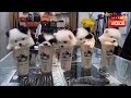 Funny Videos - Best Funny Cats Compilations 2017