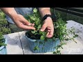 Ep126  how to pinch out your mint plants 5minutefriday