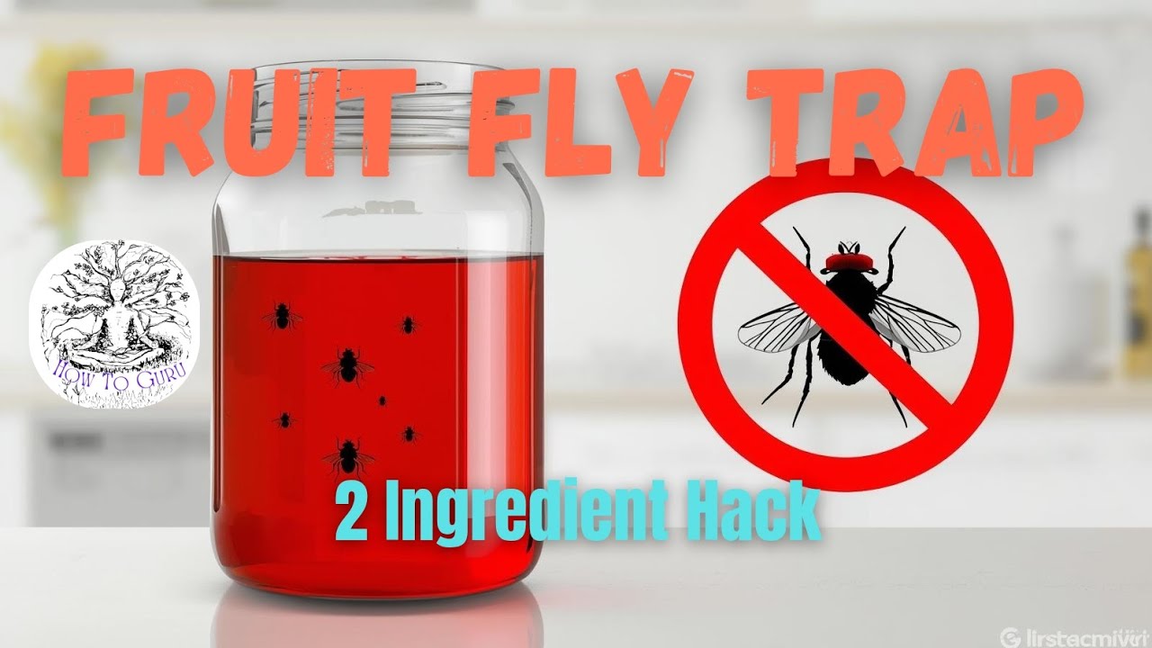 How To Get Rid of Fruit Flies FOREVER (The 2-Ingredient TRAP!)