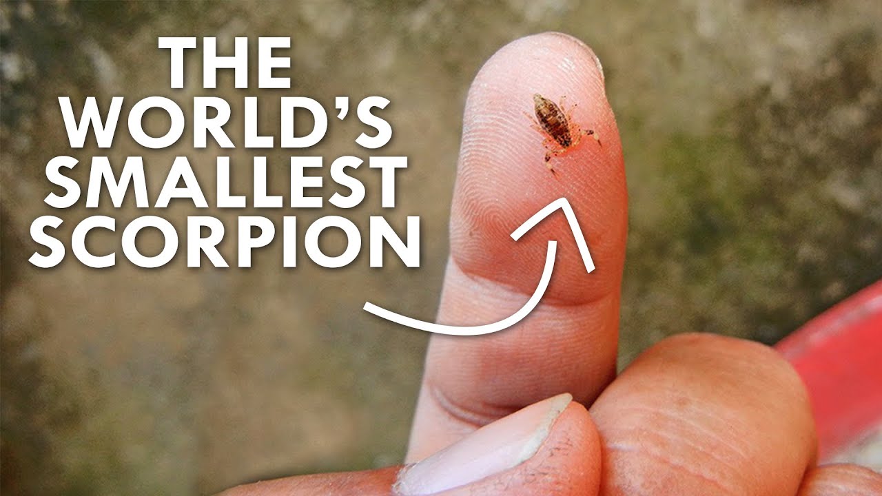 smallest scorpion in the world