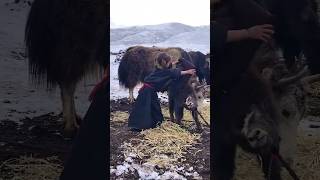 How Farmers Protect Newborn Calves From Freezing #farm