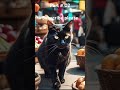 The Heartbreaking Tale of the World's Cutest Cat #kids