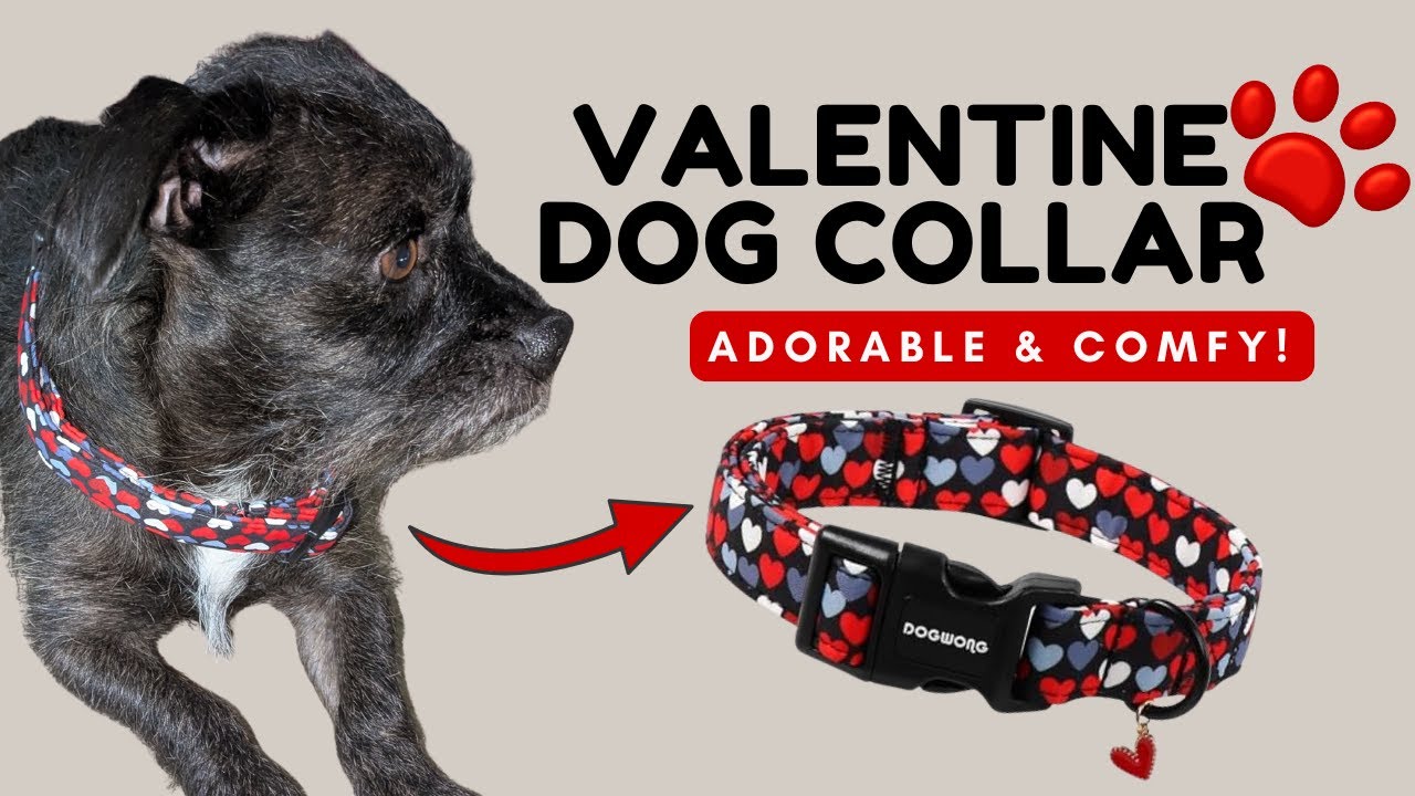 DOGWONG Valentine Dog Collar Review ❤️ Cute, Comfy & Perfect for Everyday Walks 