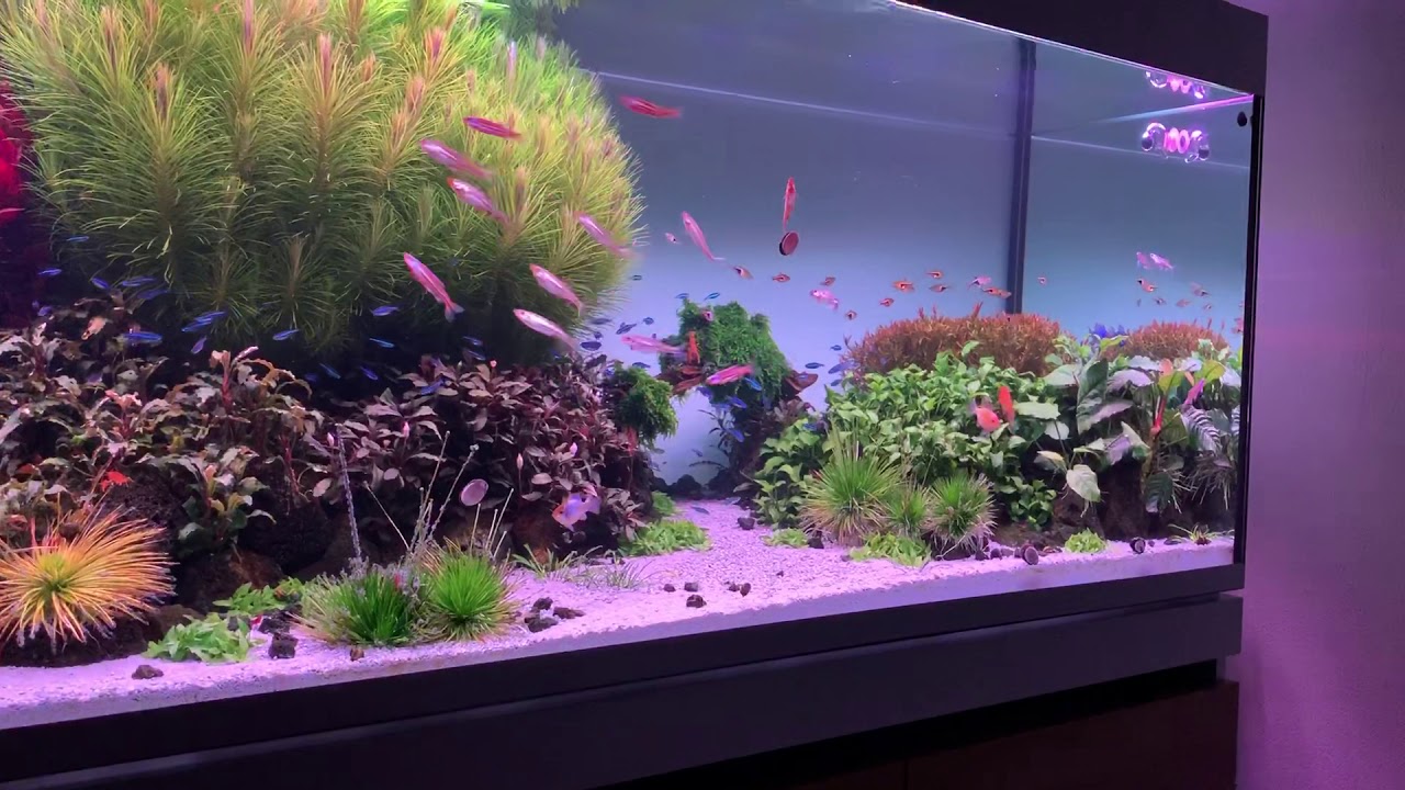 Incpiria Reef 530 (140 Gallons) GRAPHIT - Eheim