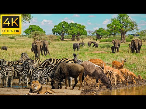 Βίντεο: Η Μεγάλη Μετανάστευση του Wildebeest και της Zebra