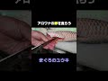 アロワナをさばいて卵を食べる highlight