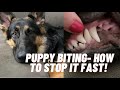 Effective Methods for Dealing with German Shepherd Puppy Biting