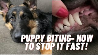 German Shepherd puppy biting *BEST ADVICE to stop FAST screenshot 2