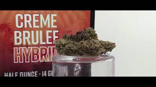LA Broccoli | Creme Brulee [Cannabis Feature]