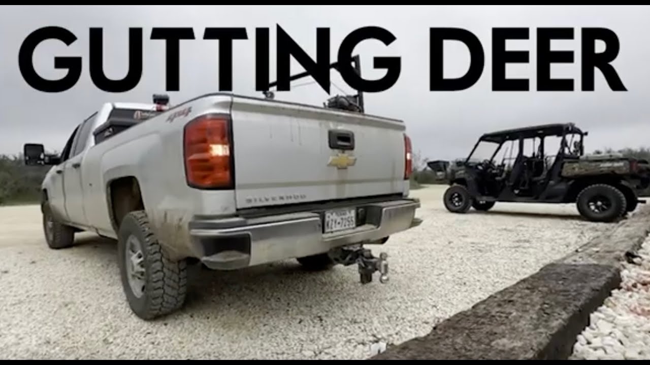 How to Gut a Deer YouTube
