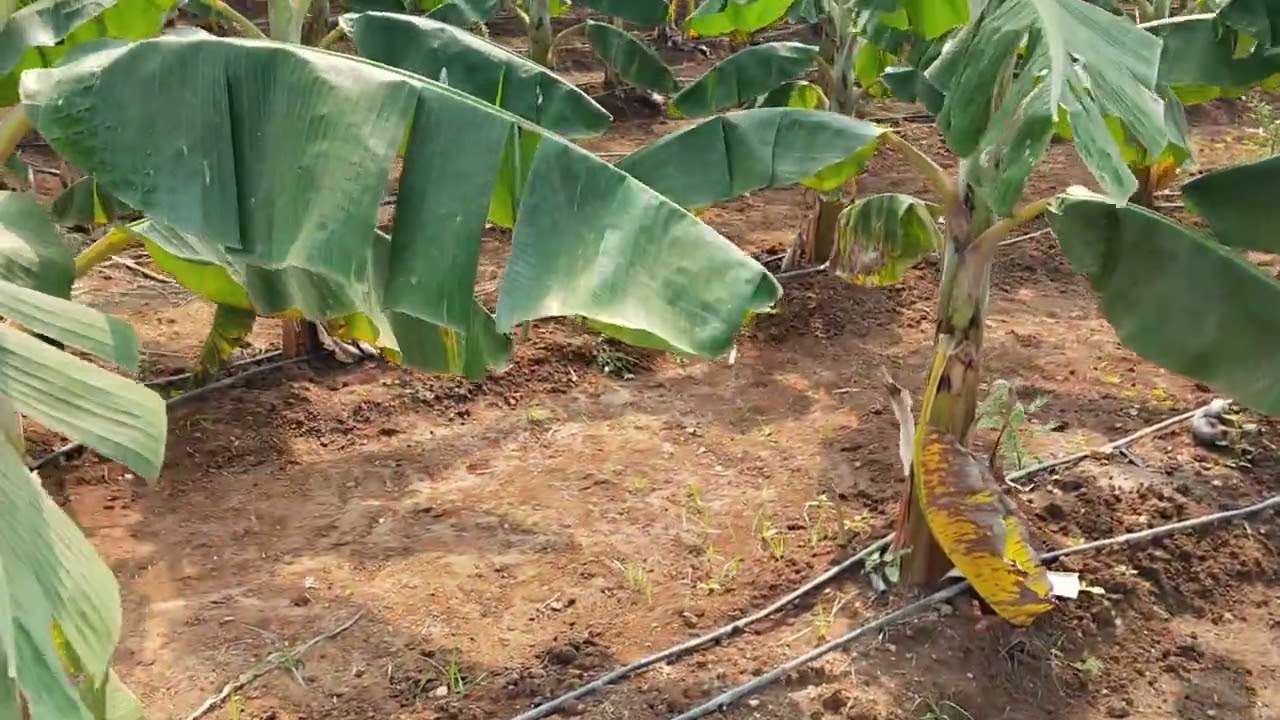 #2.50ஏக்கர்  #தோட்டம் #ஈரோடுமாவட்டம்