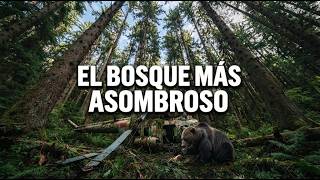 Los Bosques más HERMOSOS de nuestro planeta