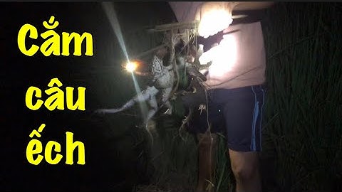 Cắm Câu Ếch Bằng Mồi Ốc Bưu Vàng