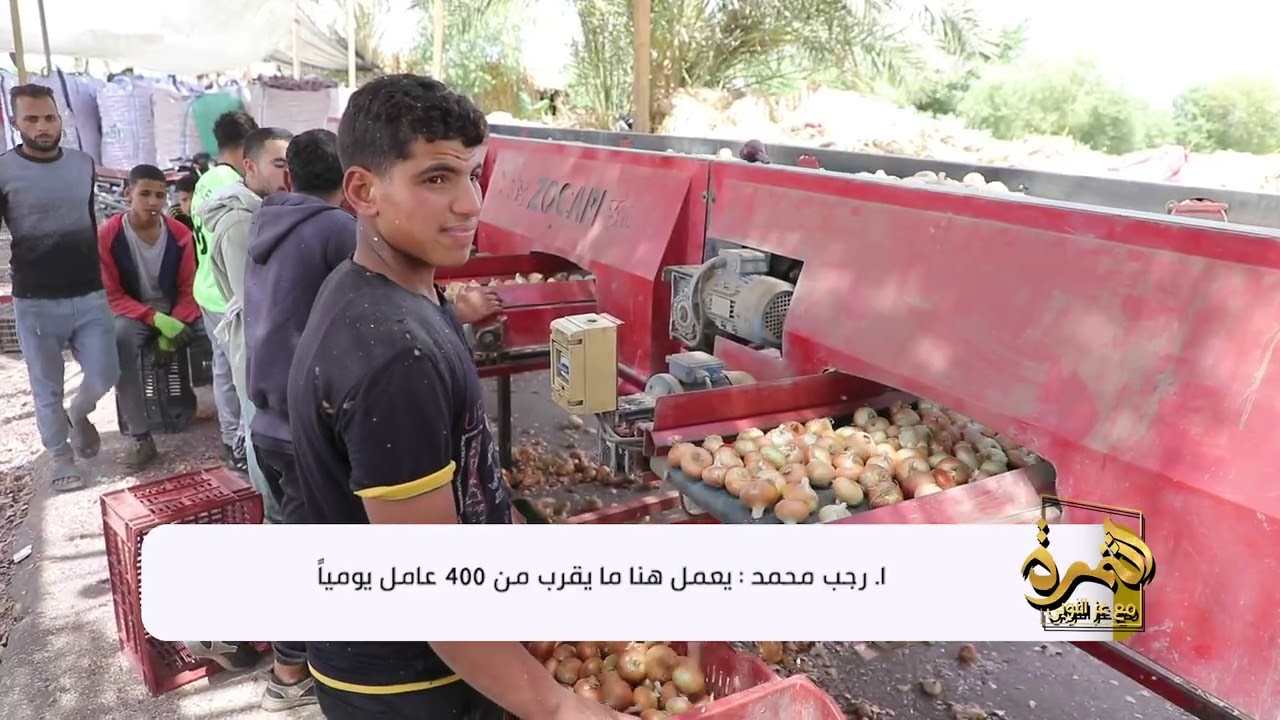 دليل المزارع  زراعة البصل من البداية للحصاد