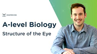 Structure of the Eye | A-level Biology | OCR, AQA, Edexcel