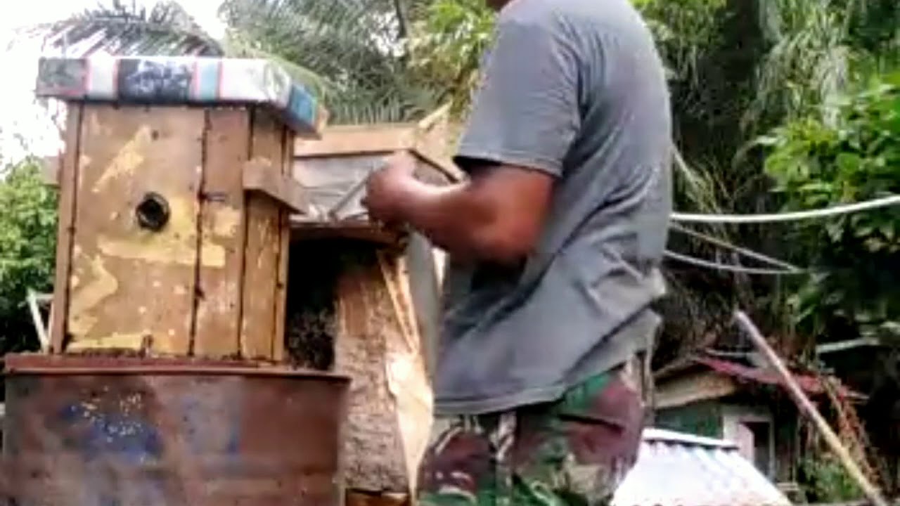 Pencangkokan Koloni Geniotrigona Thoracica