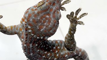 Âm Thanh Tắc Kè, Tiếng Tắc Kè Kêu, Gecko Sound #animals #gecko #funny #lizard #tokay #bebek #pets