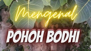 Mengenal Pohon Bodhi#Shorts @YusKober