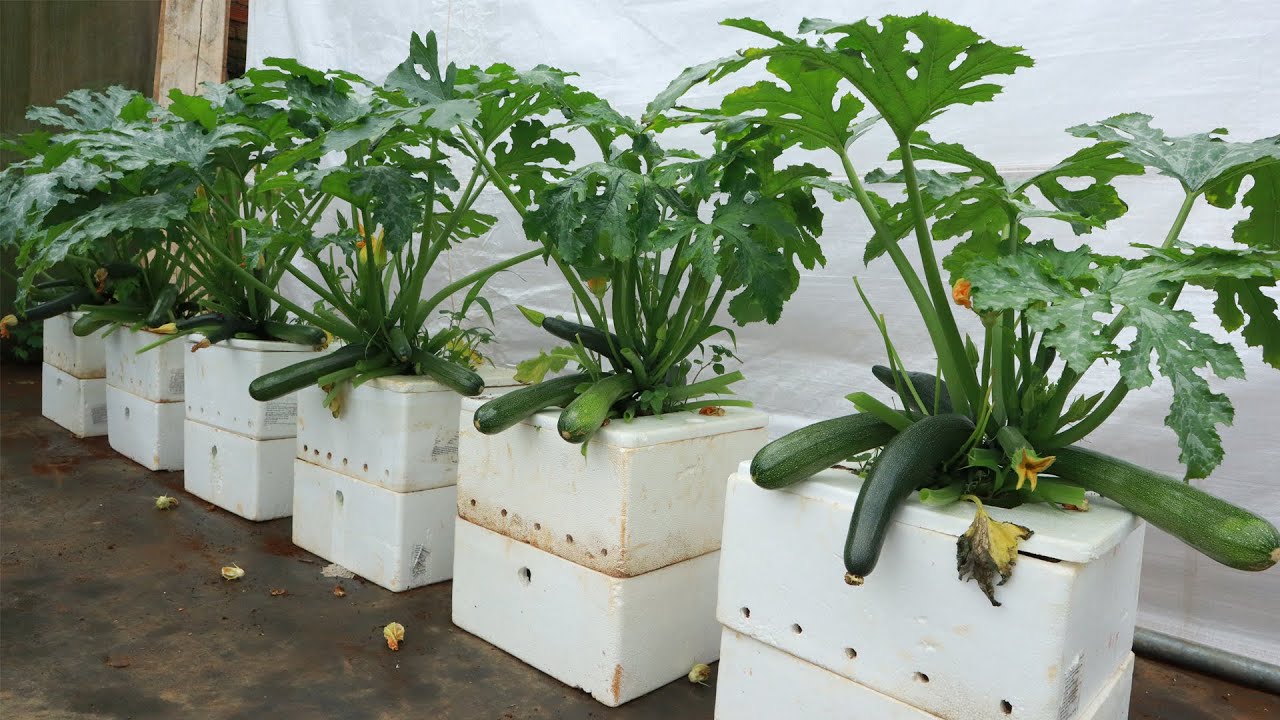 How to grow zucchini Automatic watering method reduces care, zucchini