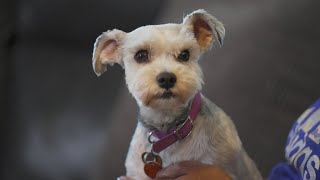 Adorable North Texas dog found over 1,000 miles from home, 2 years after going missing