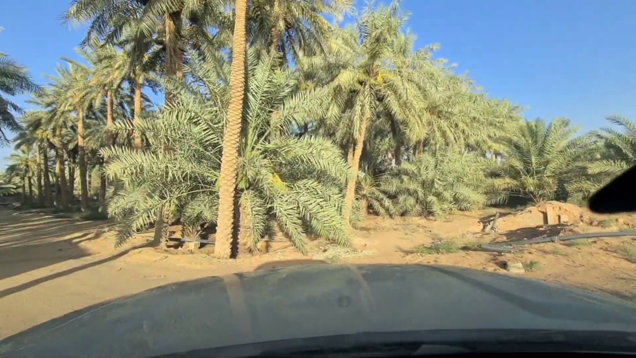 الأمير والشاعر فيصل بن راشد الفوزان( ياذا الشهر ورى لياليك سودي)