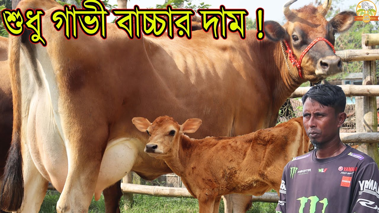 শুধু গাভী বাচ্চার দামে জার্সি গাভী ! আজকের করা সবচেয়ে কম দাম ১ লাখ ৪৫ এ বাচ্চাসহ ১২ লিটার জার্সি