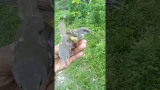 SUARA CIBLEK GACOR NEMBAK NGOTOT, VARIASI SEPERTI INI BURUNG CALON JUARA NASIONAL #shorts