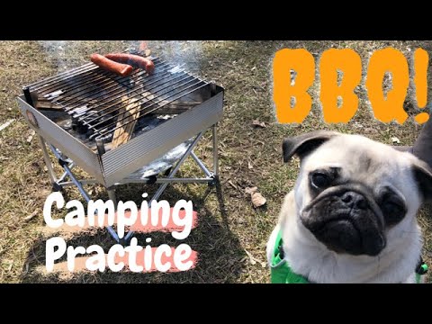 Video: To Pugs og en BBQ