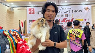 KUCING SEHARGA MOBIL 😱 by O Pet LOVE CAT 3,574 views 5 months ago 4 minutes, 58 seconds