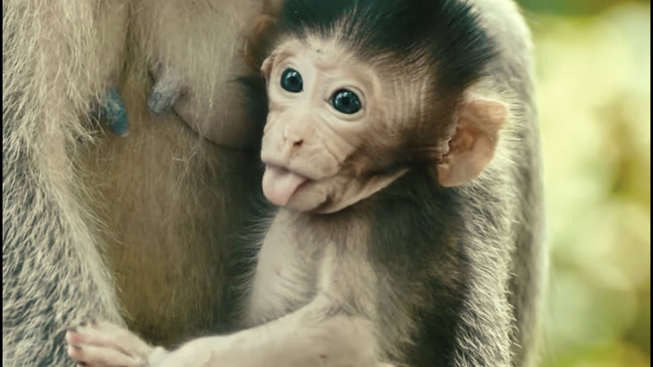 This monkey Baby is very poisonous - YouTube