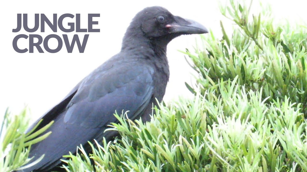 Crows Called Jungle Crow and Carrion Crow 🌳ハシブトガラスとハシボソガラス