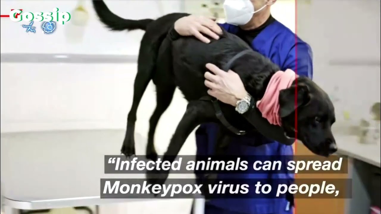 Suspected Case of Human To Dog Monkeypox Transmission Leads to CDC Update Guidance