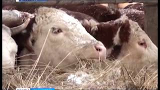 видео В Белоруссии принимают закон о содержании животных
