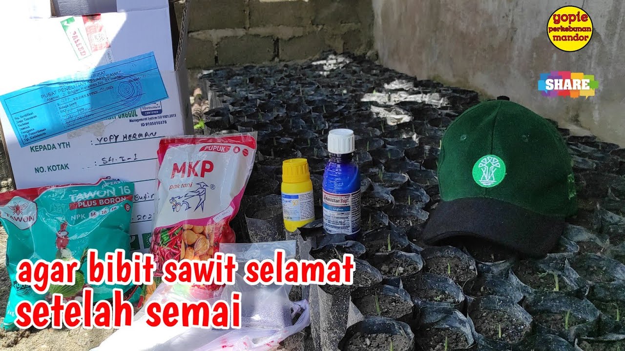tips cara perawatan bibit kelapa sawit berumur 13 hari dgn furadan