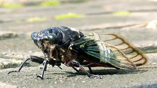Turaes (cicada) can make a sound | Animal world | TS2000