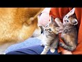 柴犬ママと子猫の2回目の対面で前回より比べ物にならないくらい距離が近くなりました！