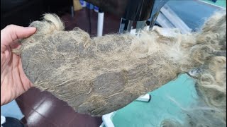The Dog's Most Matted Tail Ever by Man's Best Friend 18,020 views 9 days ago 1 hour, 54 minutes